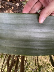Wittmackia antillana