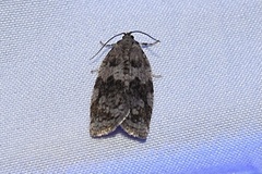 Choristoneura conflictana