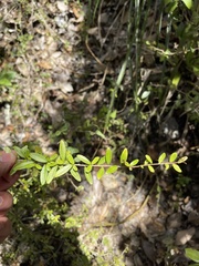 Neea buxifolia