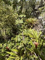 Zanthoxylum punctatum