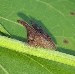 Enchenopa latipes