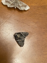 Chytonix