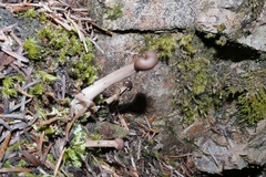 Cudonia monticola