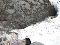 Cudonia monticola