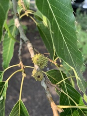 Castanea crenata