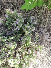 Teucrium chamaedrys nuchense