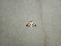 Aetholix flavibasalis