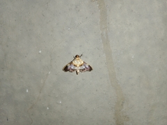 Aetholix flavibasalis