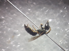 Halictus gemmeus