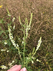 Melilotus albus image