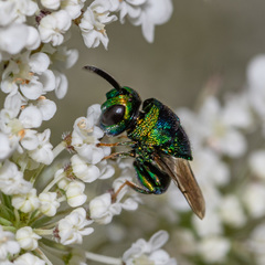 Euperilampus triangularis
