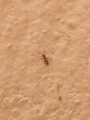 Brachymyrmex obscurior
