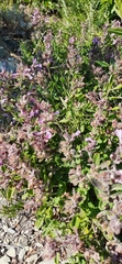 Teucrium chamaedrys nuchense