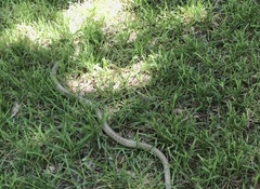 Masticophis flagellum