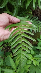 Dryopteris tokyoensis