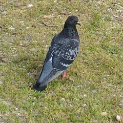 Columba livia domestica