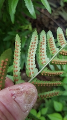 Dryopteris tokyoensis