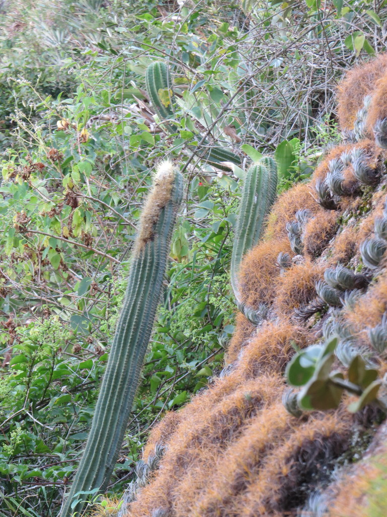 Coleocephalocereus diersianus