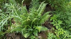 Dryopteris tokyoensis