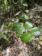 Psidium amplexicaule