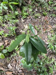 Daphnopsis helleriana