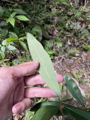 Daphnopsis helleriana