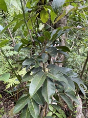 Pilocarpus racemosus