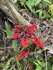 Neorudolphia volubilis