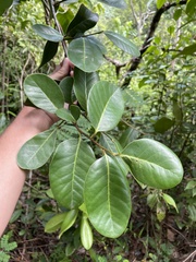 Ottoschulzia rhodoxylon