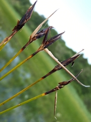 Schoenus ferrugineus