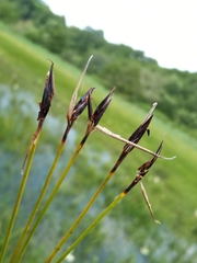 Schoenus ferrugineus