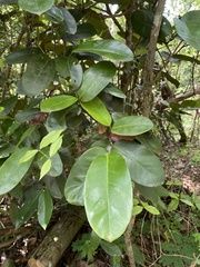 Coccoloba costata