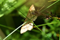 Idaea ochrata