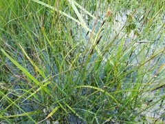 Schoenus ferrugineus
