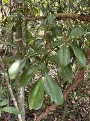 Guapira fragrans
