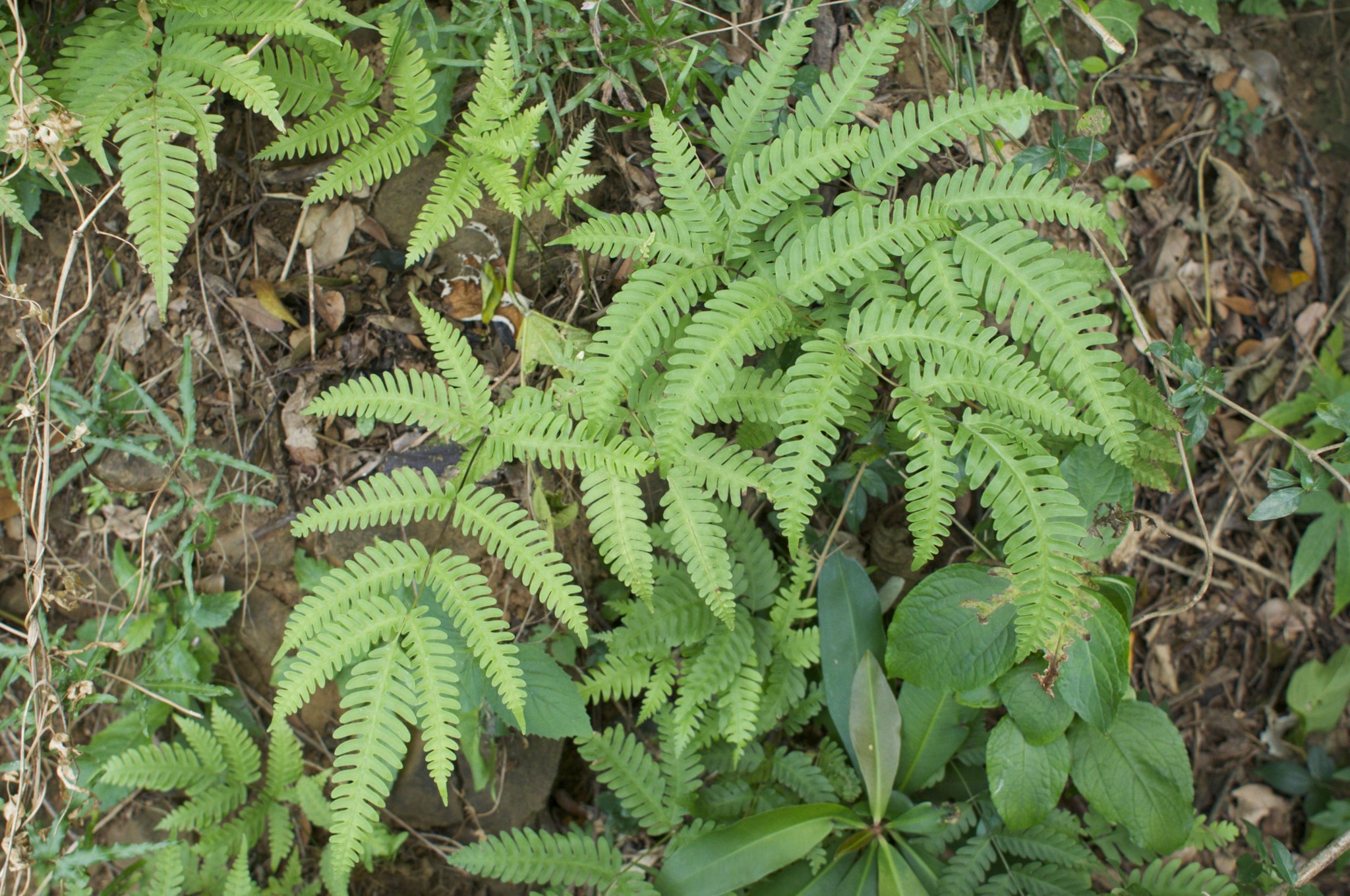 Pteris biaurita