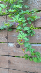 Solanum dulcamara