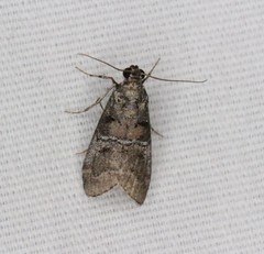 Pococera maritimalis