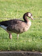 Anser anser × Branta canadensis