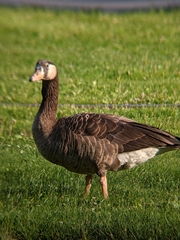 Anser anser × Branta canadensis