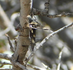 Litocala sexsignata