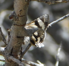 Litocala sexsignata
