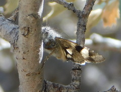 Litocala sexsignata