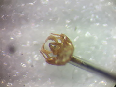 Halictus gemmeus