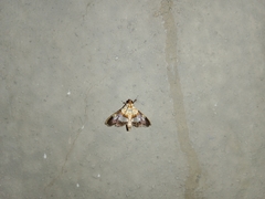 Aetholix flavibasalis