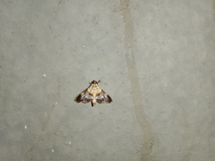 Aetholix flavibasalis