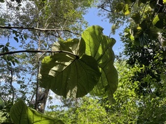 Coccoloba pubescens