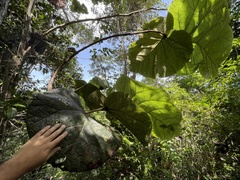 Coccoloba pubescens
