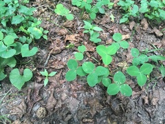 Trifolium stoloniferum