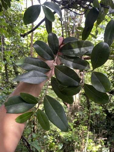 Chinese Persimmon